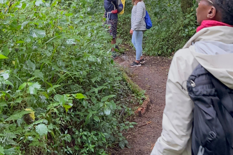 Kilimanjaro dagwandeling