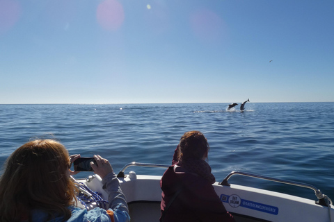 Sesimbra: Tour in barca per l&#039;osservazione dei delfini di Arrábida con biologoSesimbra: Tour in barca con biologo per l&#039;osservazione dei delfini di Arrábida