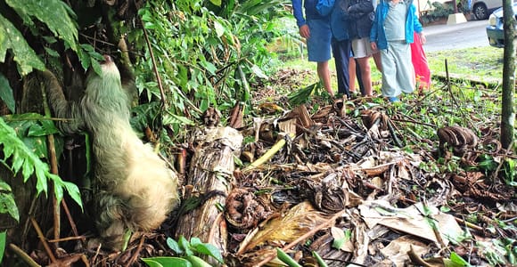 La Fortuna: Sloth Watching Tour with Entrance & Guide
