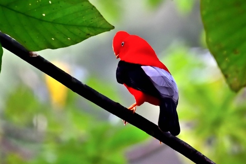 From Cusco: Manu Wildlife & Cloud Forest 3-Day Adventure
