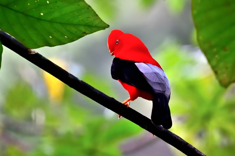 From Cusco: Manu Wildlife & Cloud Forest 3-Day Adventure