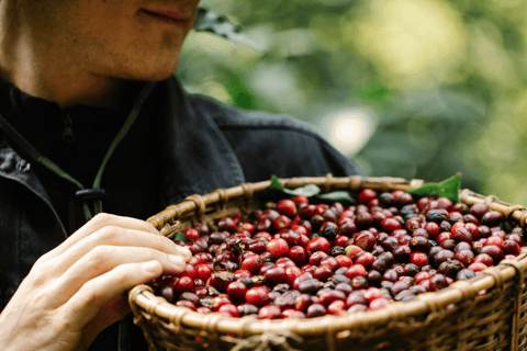 Bali: Ubud Rice Terraces, Monkey Forest & Waterfall Tour Full Package: All entry fees & lunch included