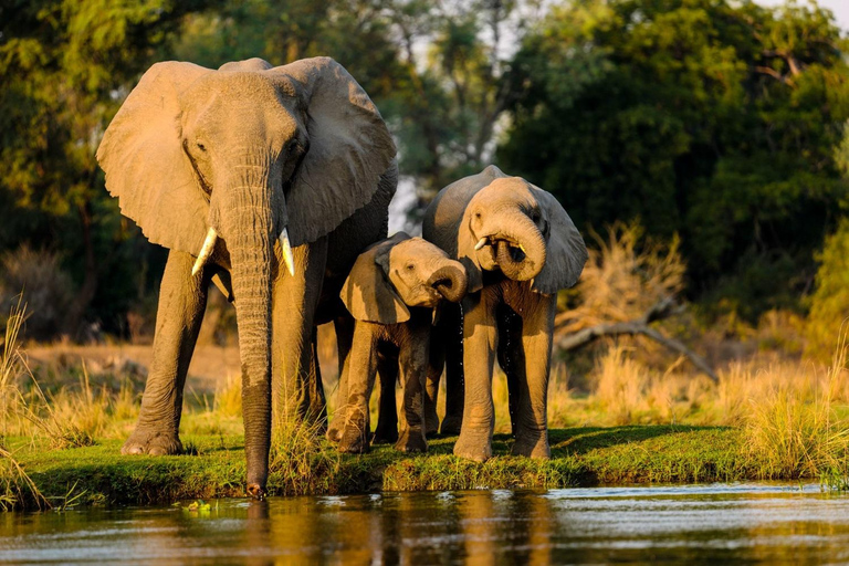Chobe Full-Day Experience With Airport Pickups & Transfers