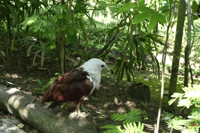 Cebu Safari: Experience Wildlife Up Close