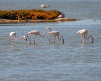 Safari & Birdwatching in Vjosa-Narta Protected Landscape - Housity