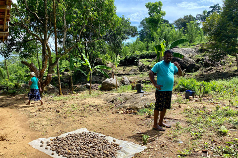Colombo: Tour delle piantagioni di tè e delle tenute di gomma con pranzo