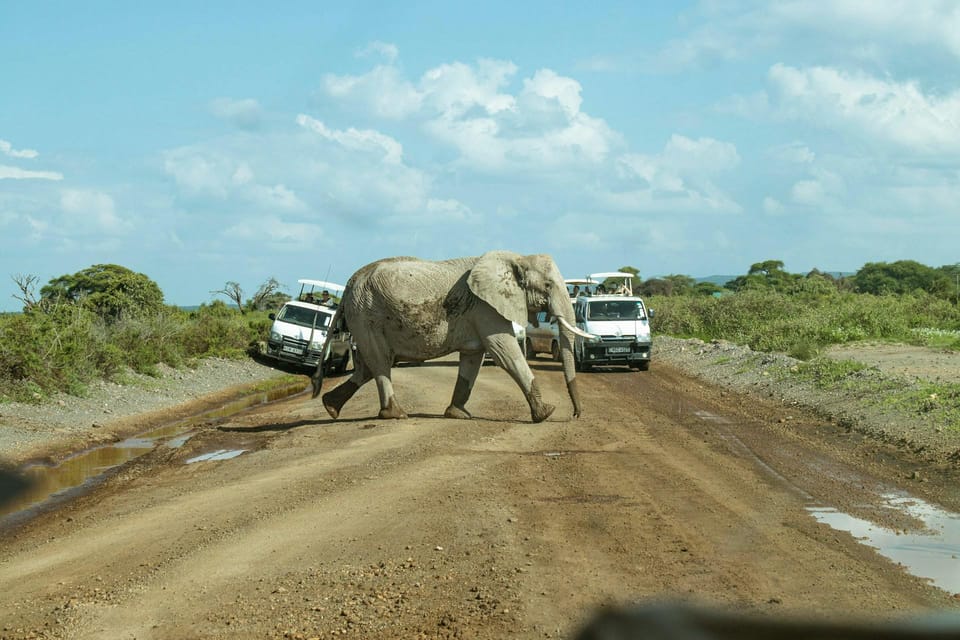 Parco Nazionale Amboseli Tour Di Un Giorno Intero Da Nairobi