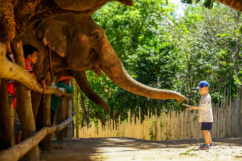 Phuket: Elephant Feeding Program With Sea View Feed and chill with the elephant.