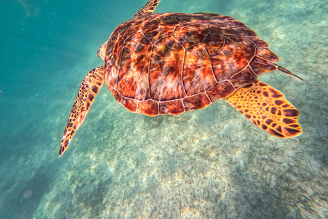 Akumal: Sea Turtles Snorkeling Tour with Park Entry Fee
