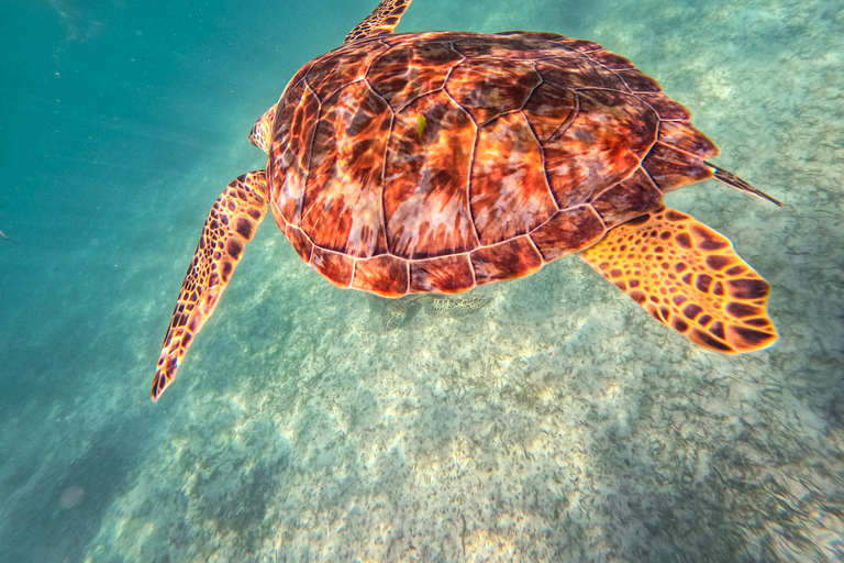 Akumal: Sea Turtles Snorkeling Tour with Park Entry Fee