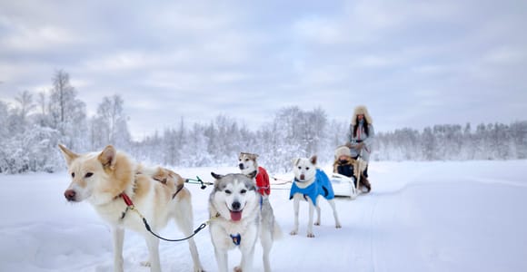 Rovaniemi: Lapland Wilderness Husky Safari 7,5 km