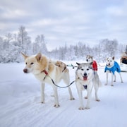 Rovaniemi: Safari con huskies por la naturaleza salvaje de Laponia, 7,5 km.