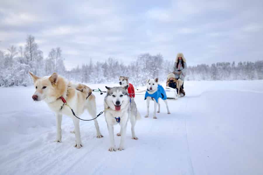 Rovaniemi: Husky-Safari in der Wildnis Lapplands 7,5 km. Foto: GetYourGuide