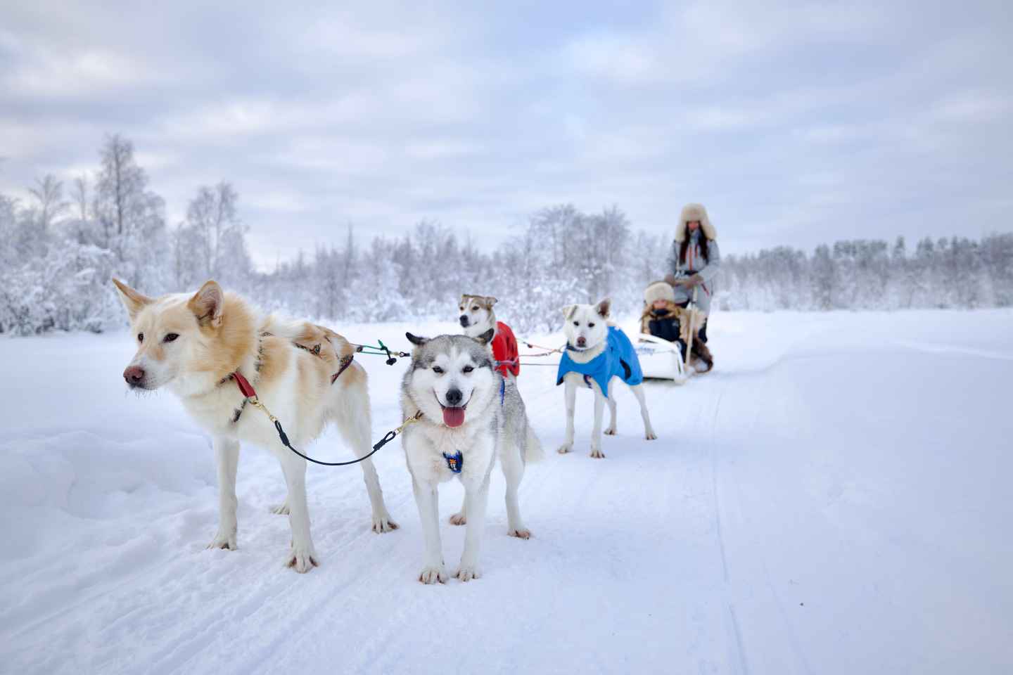 Rovaniemi: Lapland Wilderness Husky Safari 7,5 km