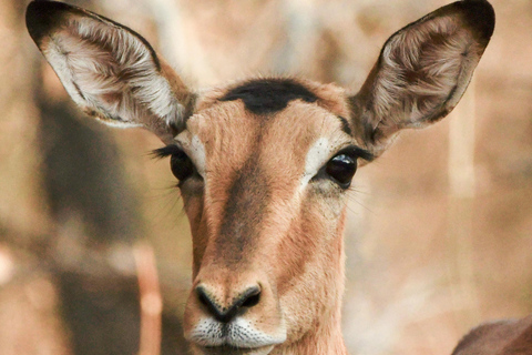 Nairobi: Lake Nakuru National Park Safari with Lunch