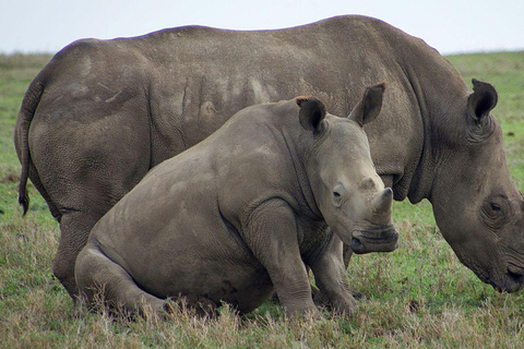 3 Day Senior Safari to Amboseli from Nairobi