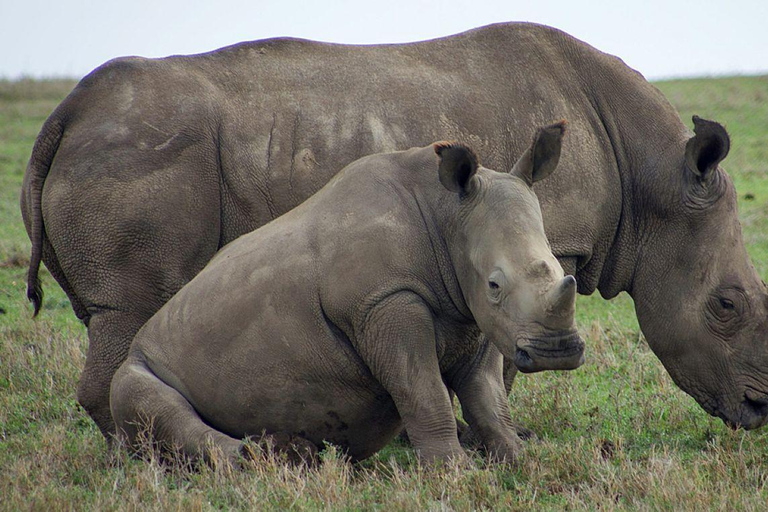 3 Day Senior Safari to Amboseli from Nairobi