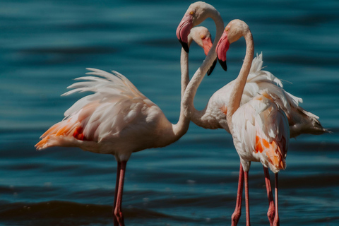 Arusha: Lake Manyara National Park Day Trip with Pickup