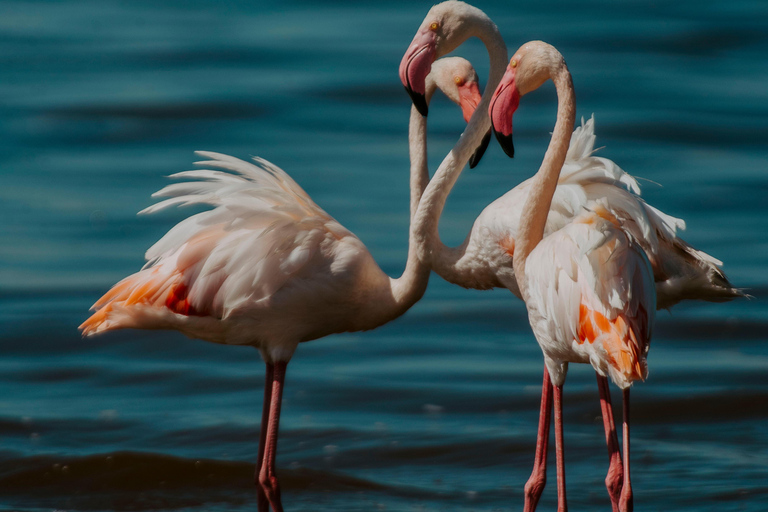 Arusha: Lake Manyara National Park Day Trip with Pickup