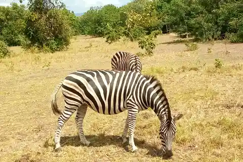 Full Day Accra Safari & Boat Cruise Private Tour