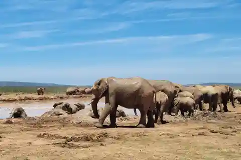 Addo Elephant National Park Half-Day Safari