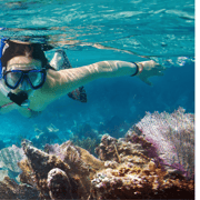 Snorkeling in Aqaba Red Sea | GetYourGuide