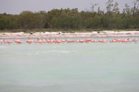 Visite de Holbox, Cabo Catoche - Hizvo
