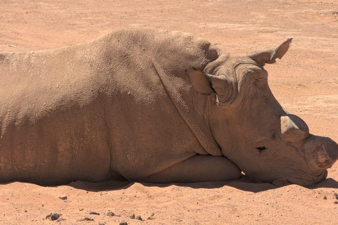 Cape Town Big 5 afternoon safari with lunch and transport