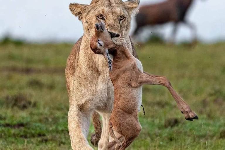 3-Daagse Het beste van Tanzania Safari Groene Seizoen Aanbieding