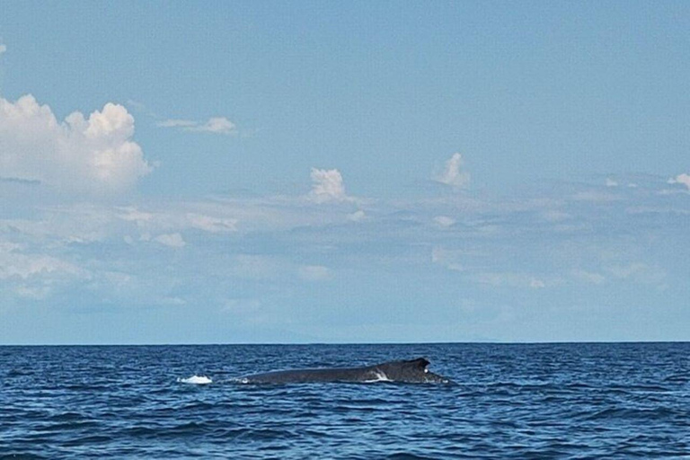 Panama City: Whale Watching Tour with Island Stop