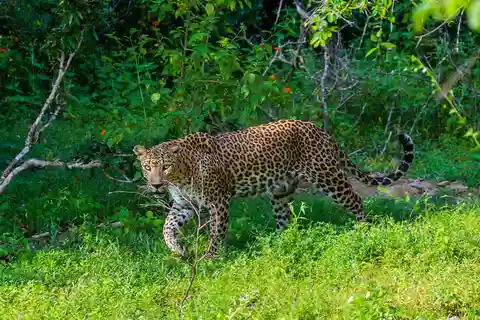 Sri Lanka: Wildlife wonders of Sri Lanka 5 day tour