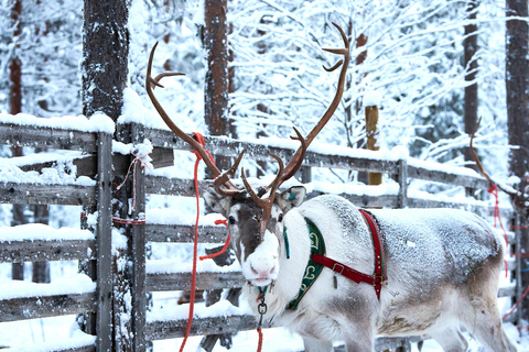 Levi: Reindeer Sleigh Ride 600m in Enchanting Forest