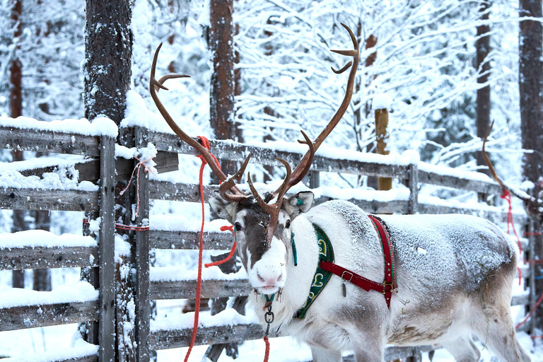 Levi: Reindeer Sleigh Ride 600m in Enchanting Forest
