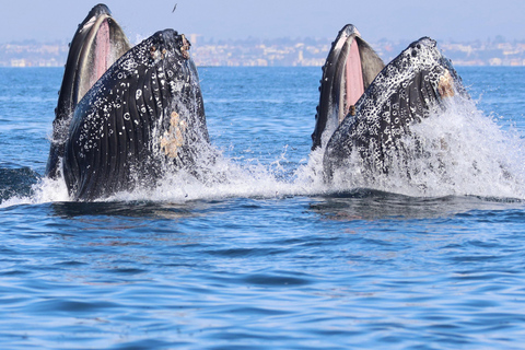 Newport Beach: Whale and Dolphin-Watching Cruise