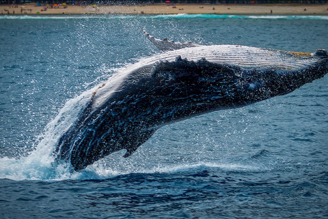 Whale Watching in La Paz – Gray Whale Encounter