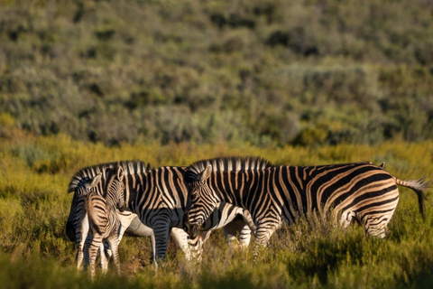 Des chutes Victoria au parc national de Chobe : 1 jour d'aventure safari