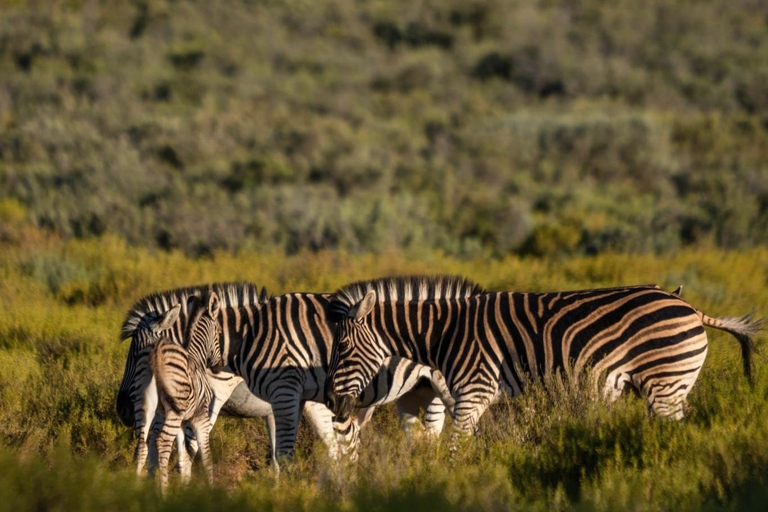 Des chutes Victoria au parc national de Chobe : 1 jour d'aventure safari