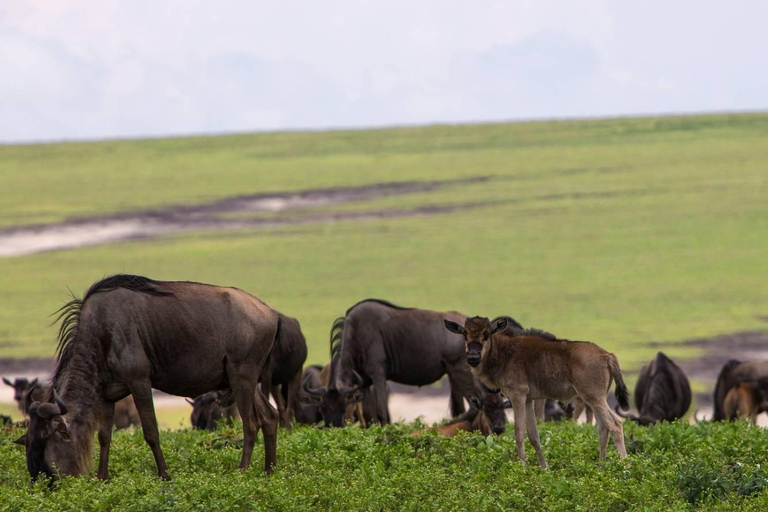 恩德培：9日乌干达大猩猩追踪与坦桑尼亚野生动物之旅恩德培：9天乌干达大猩猩追踪与坦桑尼亚野生动物园之旅