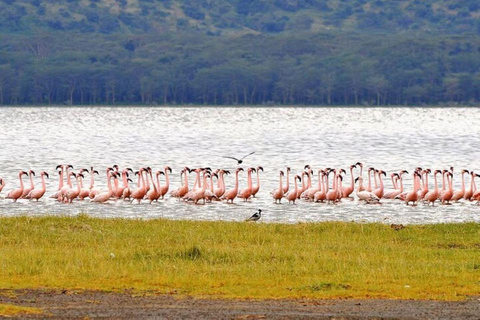 Lake Nakuru National Park Day Trip From Nairobi Lake Nakuru National Park From Nairobi