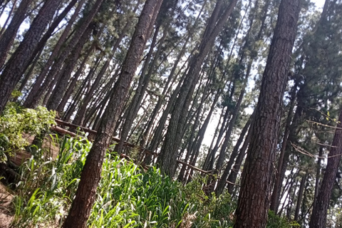 Kandy: Ambuluwawa, Pinnawala & Tea Factory by Tuk Tuk