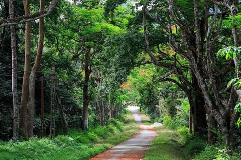 From Ninh Binh: Cuc Phuong, Tam Chuc, Jungle trek & Kayaking - Image 2