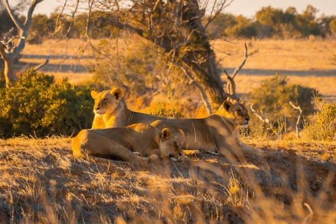 From Diani Beach or Mombasa: 2-Day Tsavo East Safari