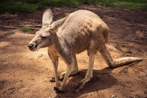 Australien Zoo Eintritt & Transfers von BrisbaneAustralien Zoo Eintritt & Transfer Brisbane