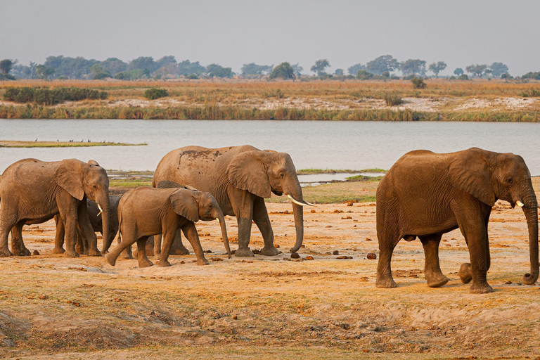 Katima Mulilo: Guided Chobe National Park Day Safari