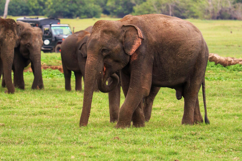Hurulu Eco Park Jeep Safari & Entrance Ticket Included Without Ticket
