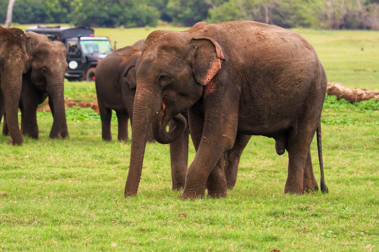 Hurulu Eco Park Jeep Safari & Entrance Ticket Included Without Ticket