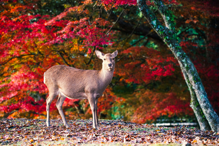 Osaka: Nara, Akame 48 Waterfalls & Tanzan Shrine Tour Shared Tour, Meet at Tsurutontan Soemoncho