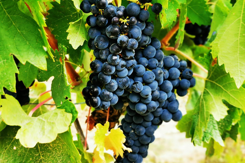 Rioja: Wine Tour with a Local Expert with Tastings