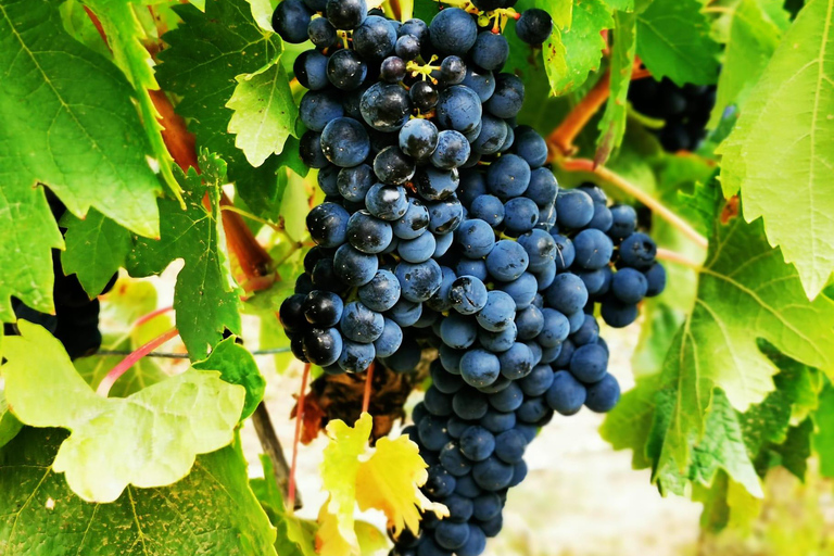 Rioja: Wine Tour with a Local Expert with Tastings