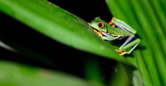 La Fortuna: Forest & Wildlife Nocturnal Escapade